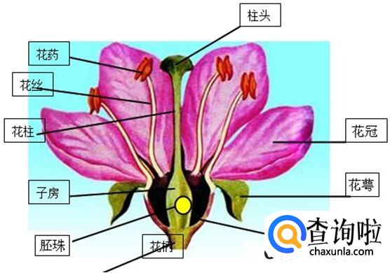 花的各部分的作用