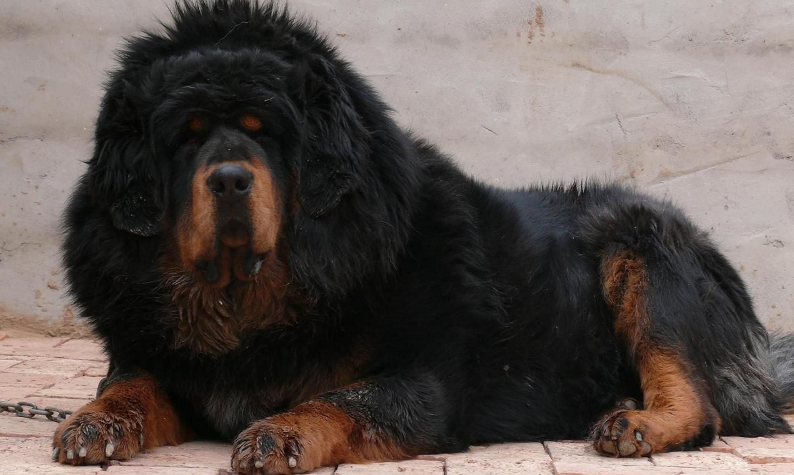 世界十大名犬排行榜