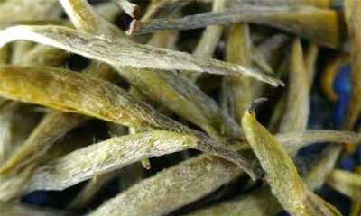 白豪银尖是什么茶