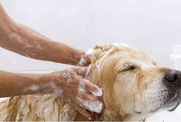 狗狗身上有跳蚤怎么办