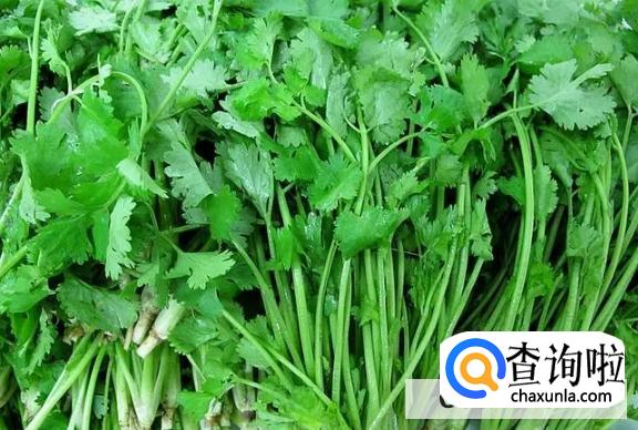 香菜老了还能吃吗功效有哪些