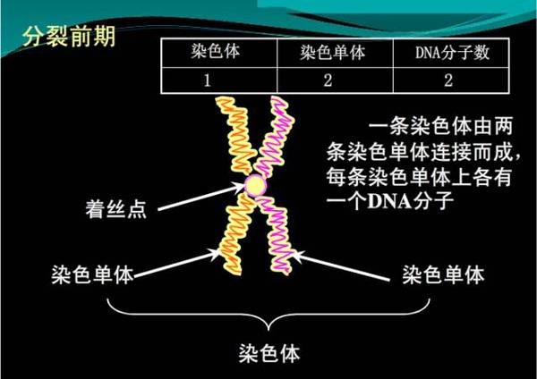 姐妹染色单体和染色单体的区别