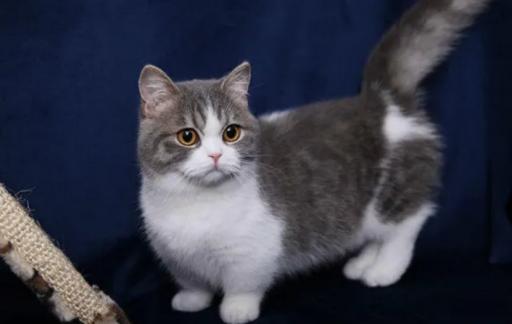 短脚猫好养吗?短脚猫价格!