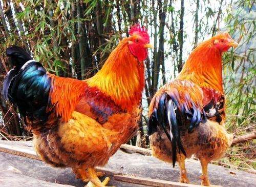 明月依旧照乾坤的生肖