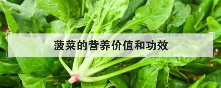 菠菜的营养价值和功效br