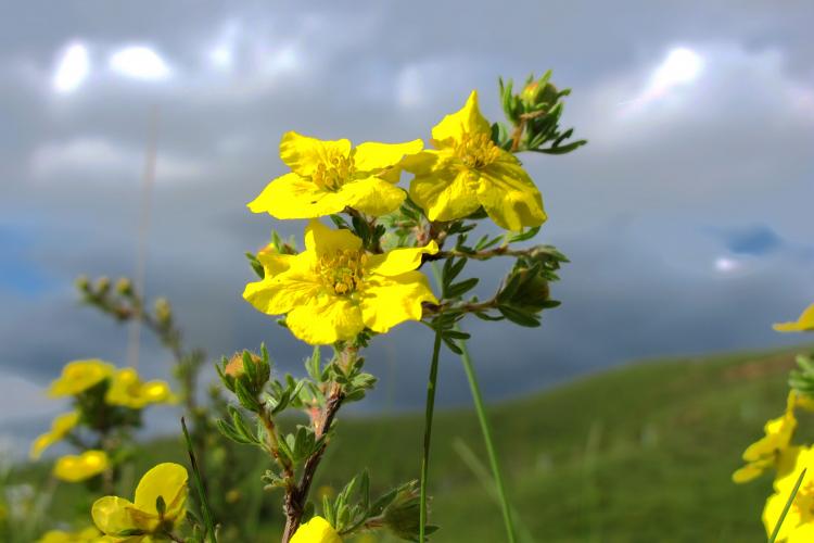 格桑花花语是什么