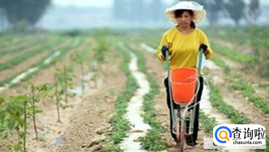 花生高产有哪些施肥技巧