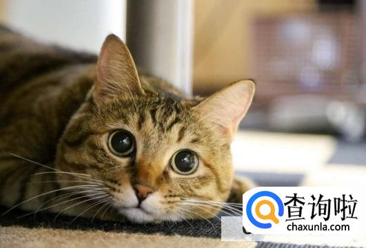 被猫抓破皮怎么办