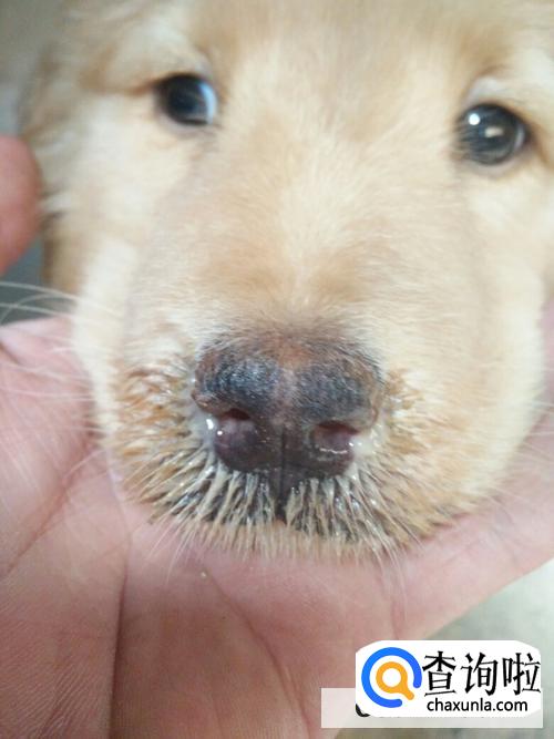 狗狗一个鼻孔流黄鼻涕是怎么回事