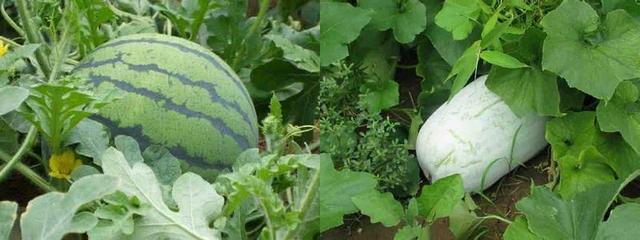 为什么葡萄皮上总有一层白霜