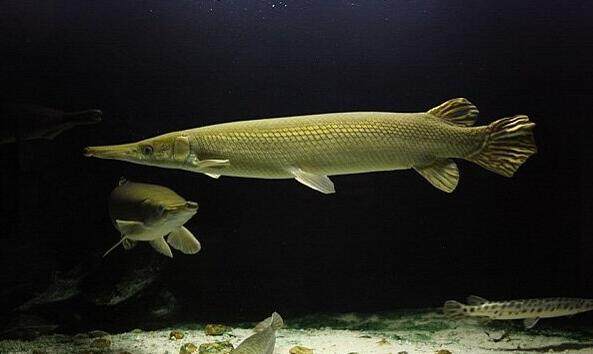 世界十大最凶猛淡水鱼