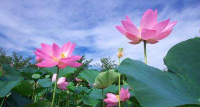 莲叶何田田什么意思