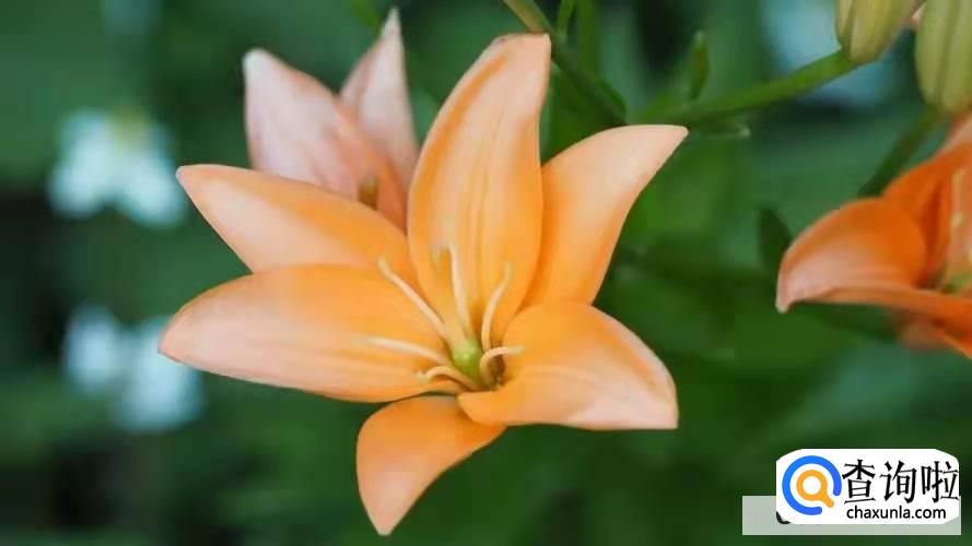 百合花代表什么意思