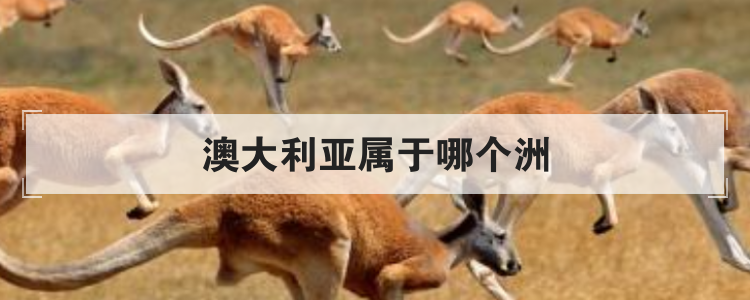 澳大利亚属于哪个洲