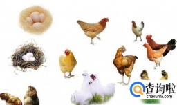 先有鸡还是先有蛋