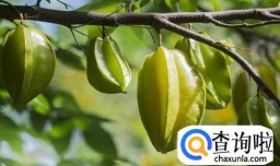 杨桃怎么吃？杨桃的三种吃法