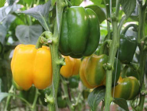 转基因是什么意思