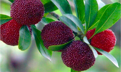 吃杨梅的好处和禁忌