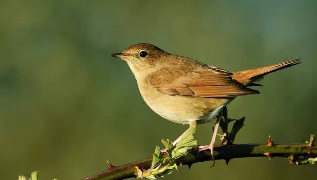安徒生童话故事主要讲了什么