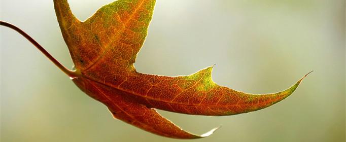 秋天树叶为什么会变黄