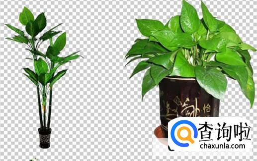 阳台适合种植什么盆栽