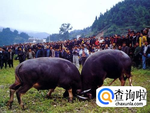 斗牛会是哪个民族的节日