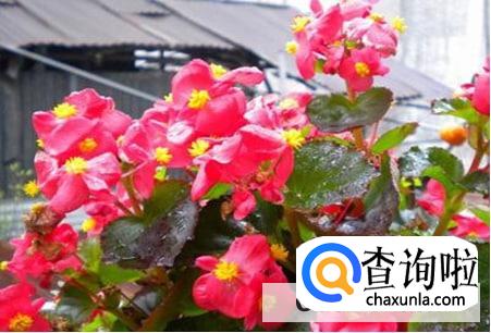 龙翅海棠的养殖的注意事项