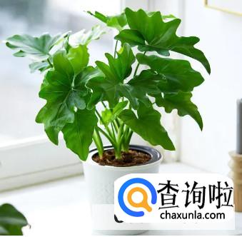 养春雨植物有哪些注意事项