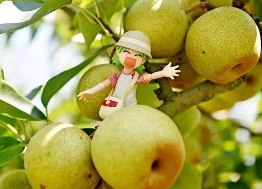 梨的功效与作用