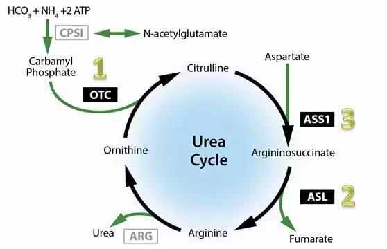 三大供能物质消耗顺序