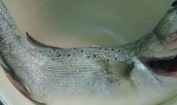 香菇焖海鲈的家常做法