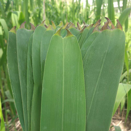 新鲜芦苇叶怎样长期保存