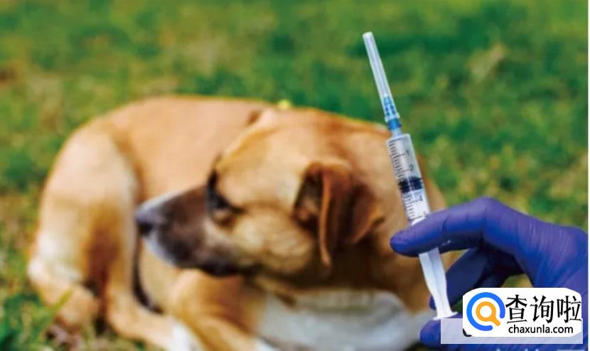 打了狂犬疫苗的注意事项