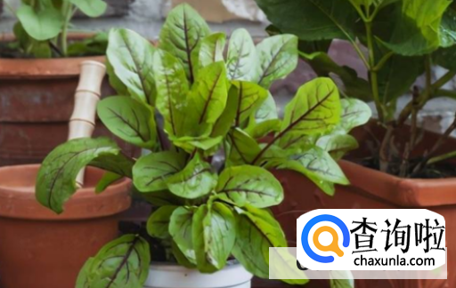 养花的注意事项