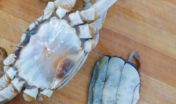 螃蟹的做法教你做出好吃的螃蟹