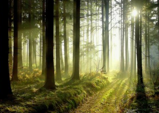 每年什么时候是森林防火戒严期