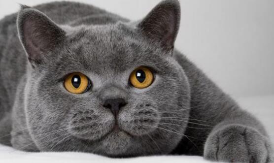 猫的主要特征有哪些