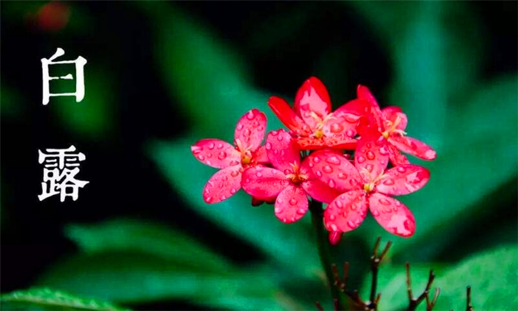 白露是什么季节