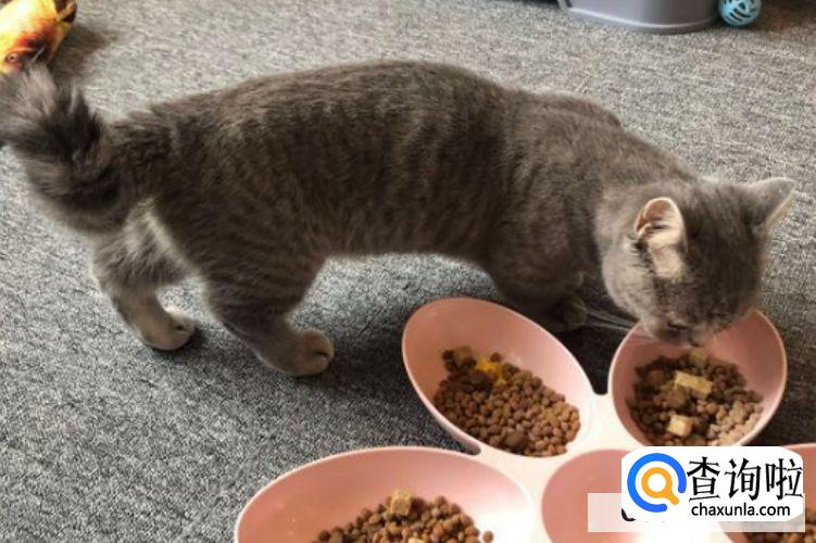 猫咪是否应该绝育?