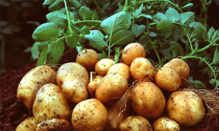 马铃薯是什么