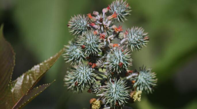 蓖麻子的功效与作用