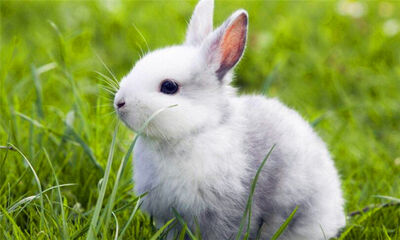 兔子怎么养