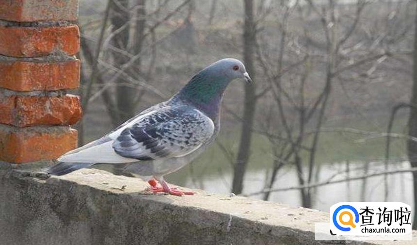 如何养鸽子它不飞走
