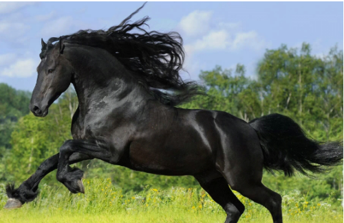 骡子和马的区别