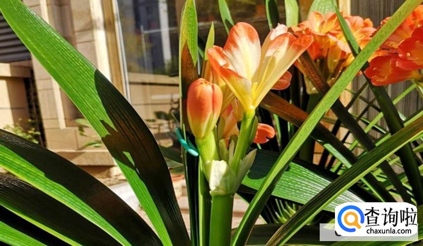 君子兰的养殖方法和注意事项
