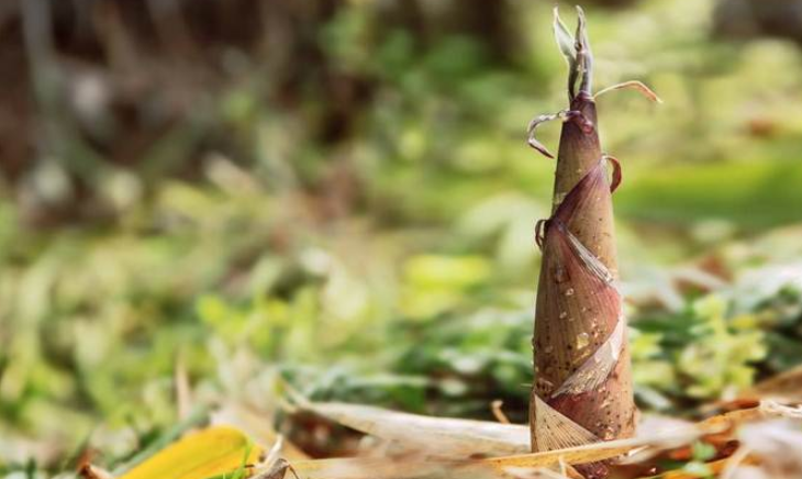 雨后春笋是什么意思