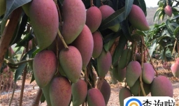 贵妃芒紫色可以吃吗