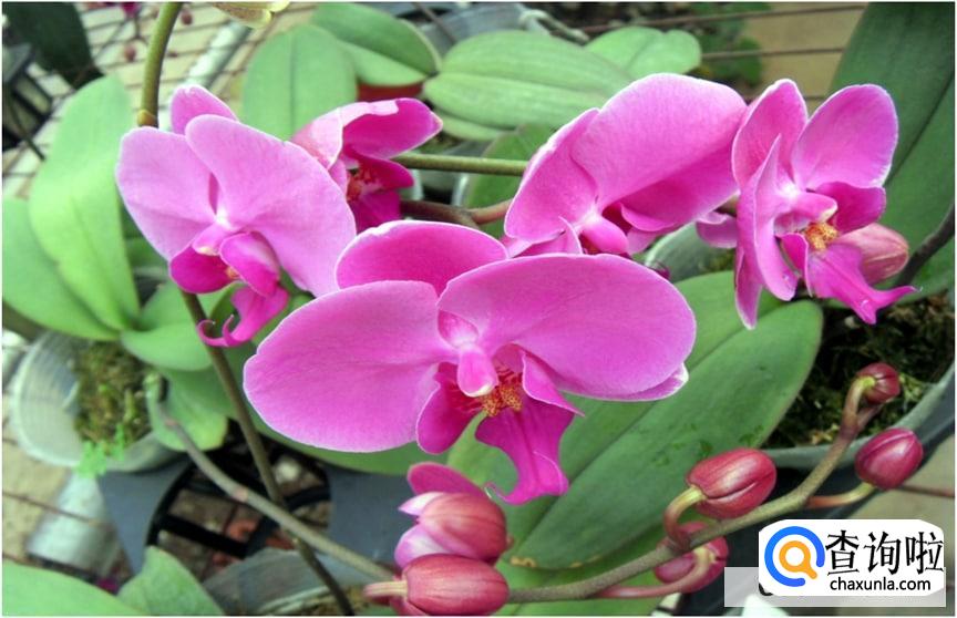 蝴蝶兰开花后有哪些注意事项