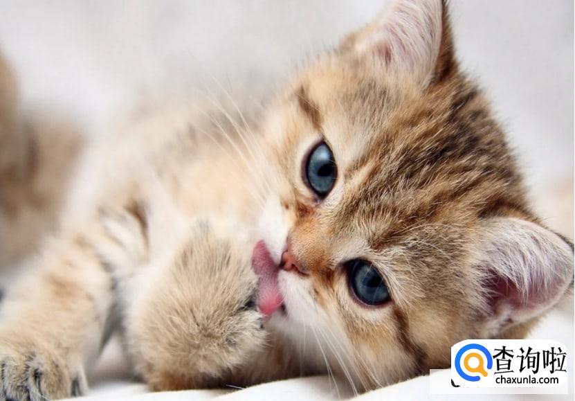 猫咪不拉大便怎么回事