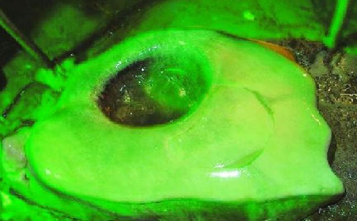 滴水穿石的故事主要讲了什么